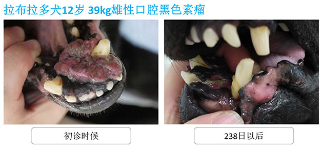 拉布拉多犬12岁 39kg 雄性 口腔黑色素瘤