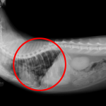 肺に広がった猫のリンパ腫