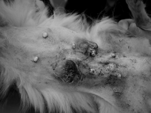 なぜ犬や猫のがんは簡単に再発するの?-犬や猫の癌の再発を防ぐ方法