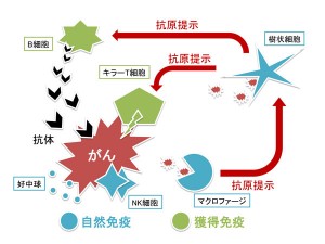 免疫(免疫力)は癌や病気を抑える切り札
