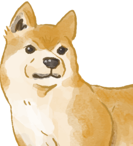 柴犬の寿命と気を付けたい病気