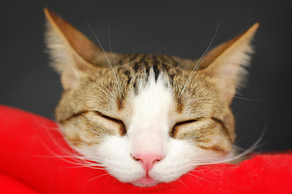 猫の癌の完治を目指した免疫対策-コルディ