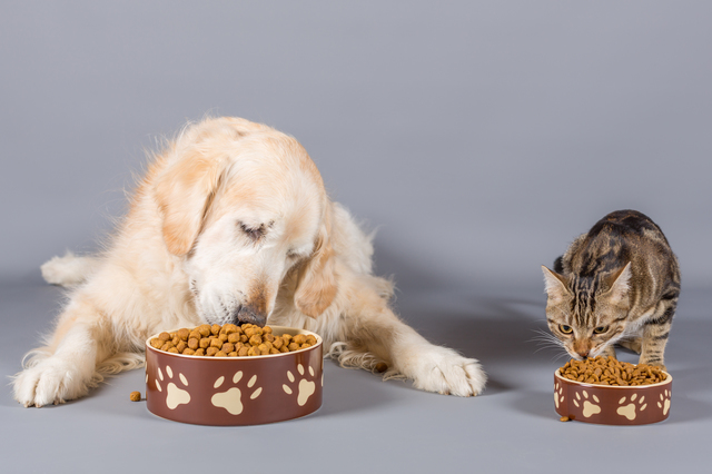 犬猫の食事の大切さ～ペットフードの種類～ | ＜公式コルディ＞犬･猫の健康を守り免疫力を維持するサプリメント＜公式コルディ＞Cordy
