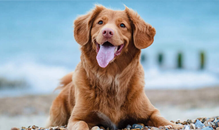 愛犬・愛猫のこんなお悩み
